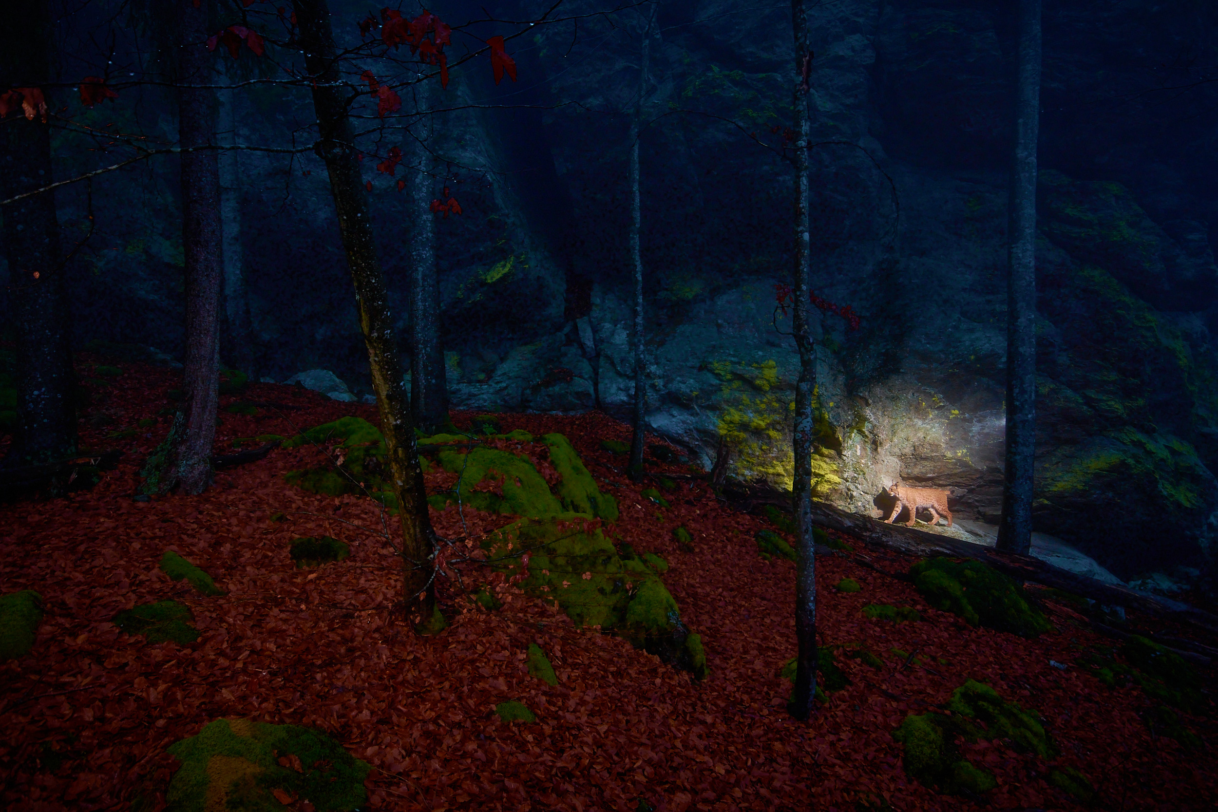 Luchsmännchen durchstreift sein Revier Luchsmännchen durchstreift sein Revier in der Dämmerung im Bayerischen Wald nahe dem Großen Arber – Kategoriesieger Glanzlichter 2026