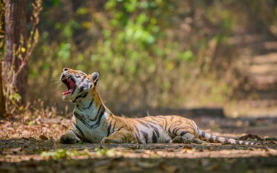 Tiger im Kanha-Nationalpark