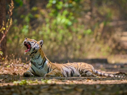 Tiger im Kanha-Nationalpark