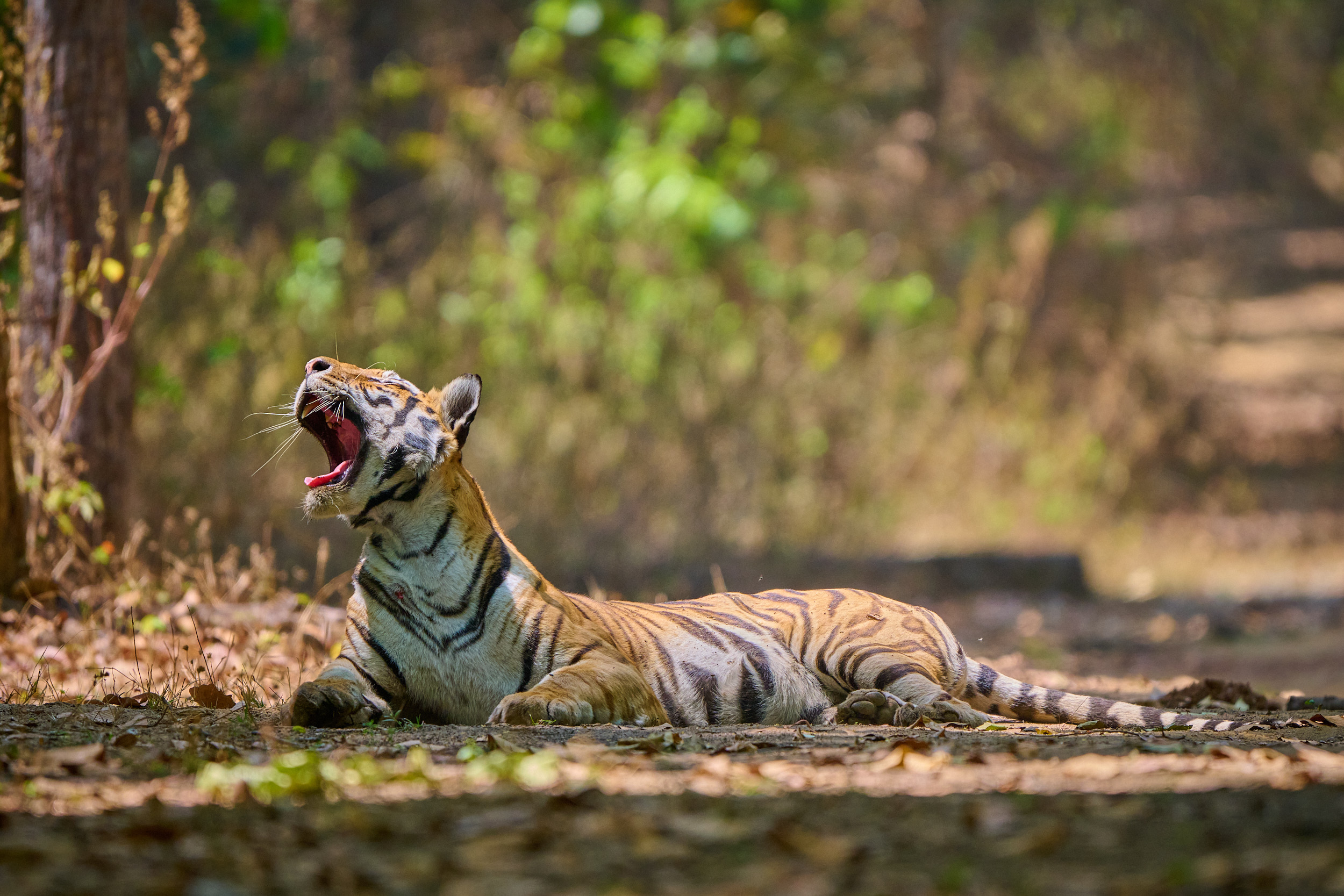 Tiger im Kanha-Nationalpark