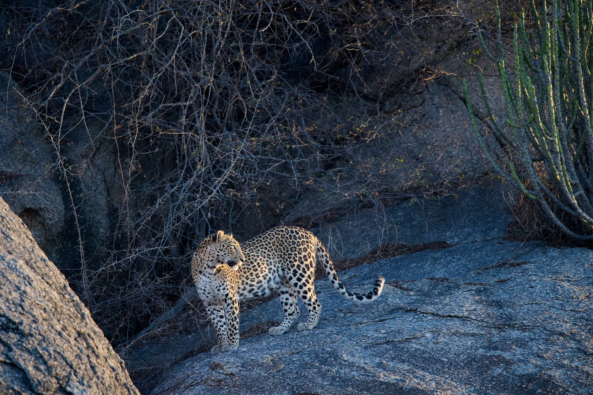 Leopard zwischen Granitfelsen