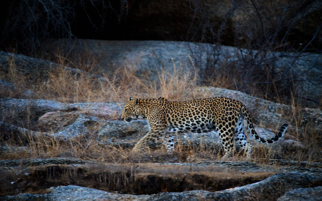 Leopards of Bera: Why the Shepherds Don’t Fight Back