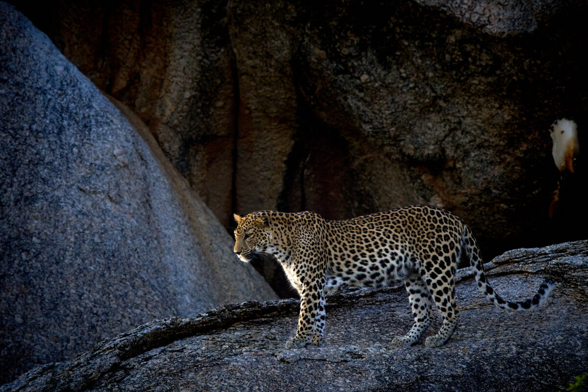 Leopards & Shepherds: Bera 2027