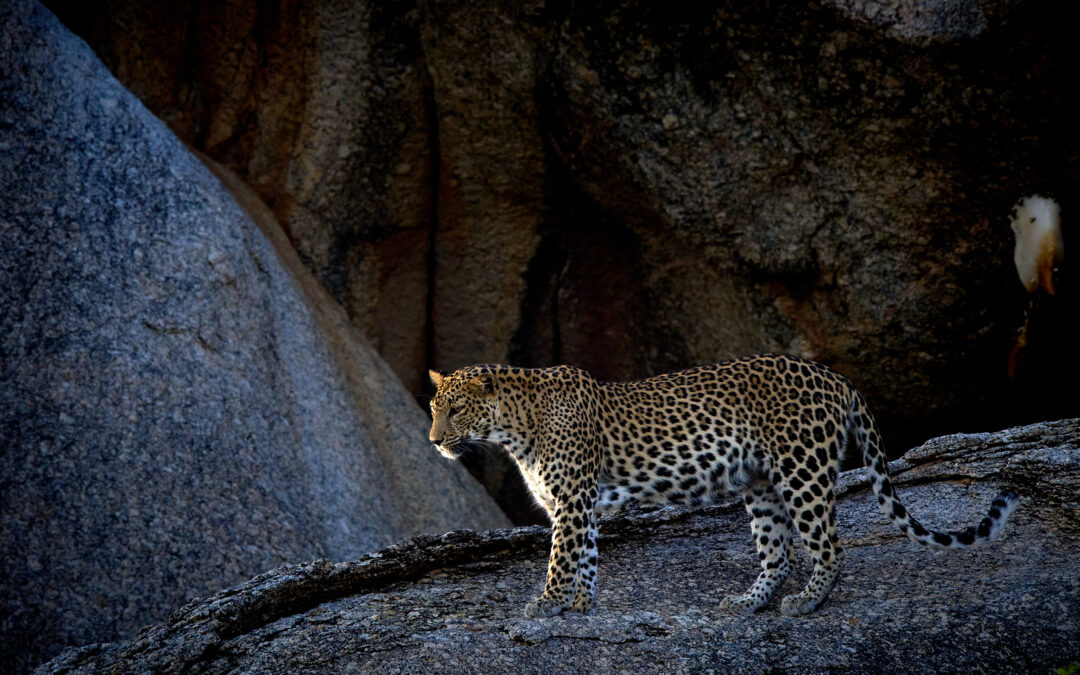 Leoparden zwischen Granit & Gold