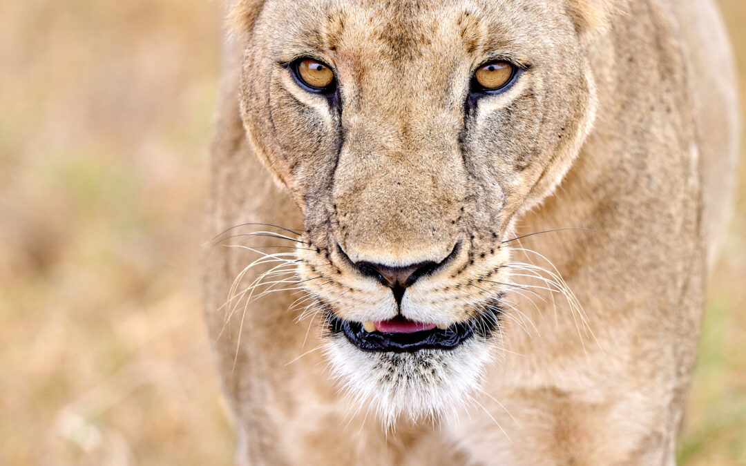 Kenia im Juni: Naturfotografie und Safari mit Kind