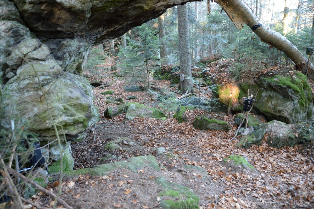 Kamerafalle an einer Felsengasse im Mischwald des Bayerischen Waldes