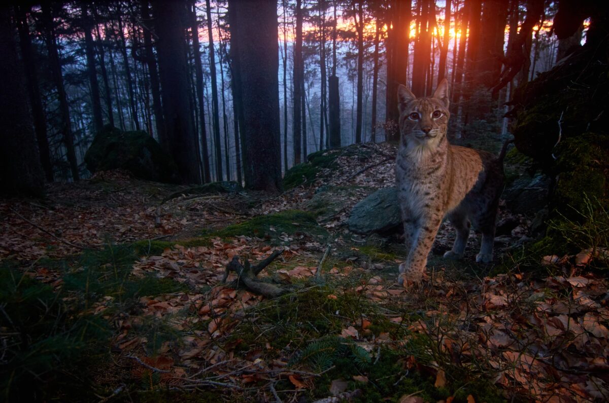 Eurasischer Luchs tritt im Dämmerlicht aus dem Wald — Aufnahme einer Kamerafalle im Bayerischen Wald