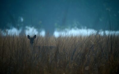 camouflage_tent_on_the_shore