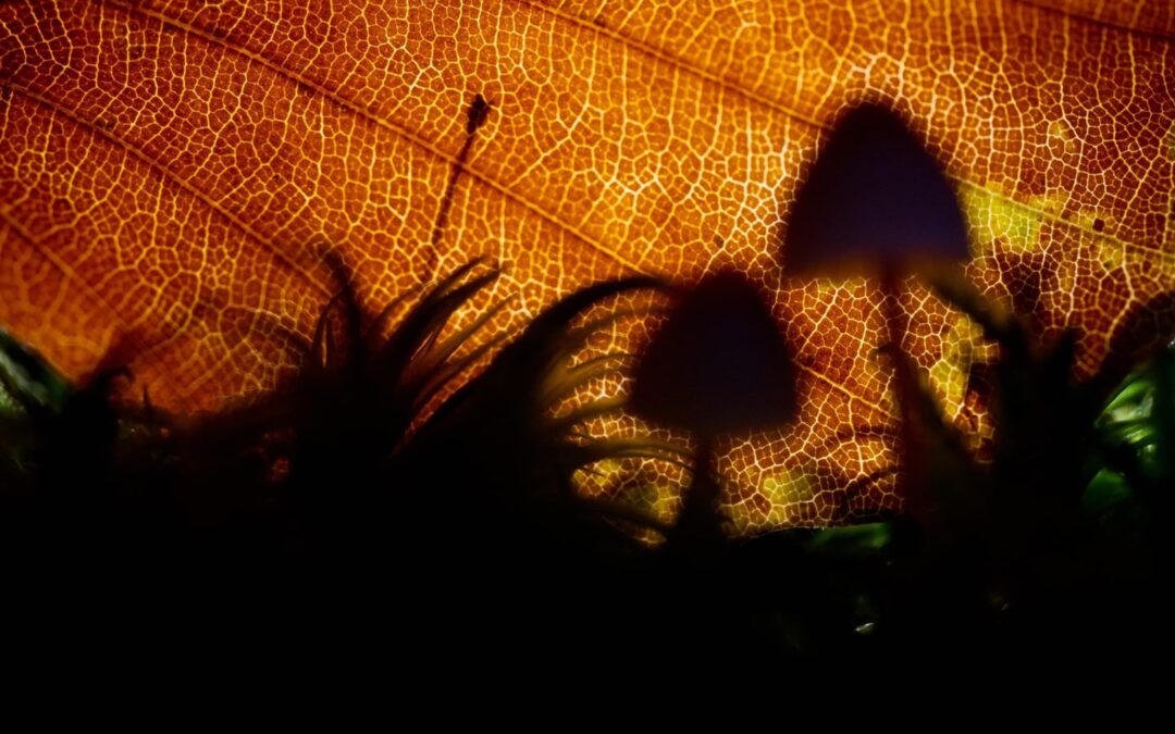 Herbstfotografie im Wald: welches Licht wann funktioniert