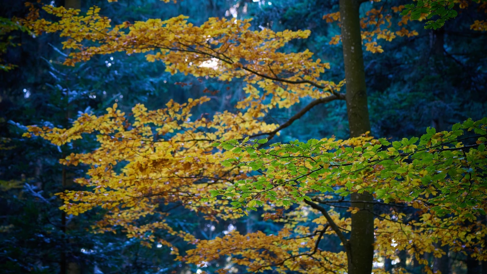 Gelb gefärbte Buchenäste vor einem blau wirkenden Fichtenwald nach Sonnenuntergang, Bayerischer Wald im Oktober
