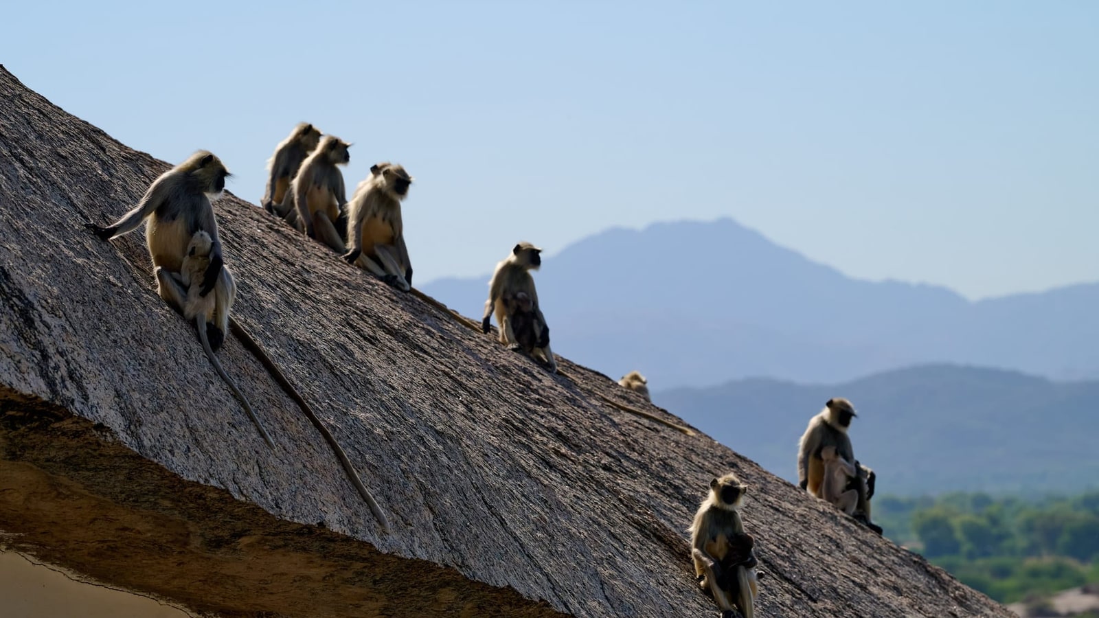 Gruppe Hanuman-Languren auf einem Tempeldach vor den Aravalli-Hügeln