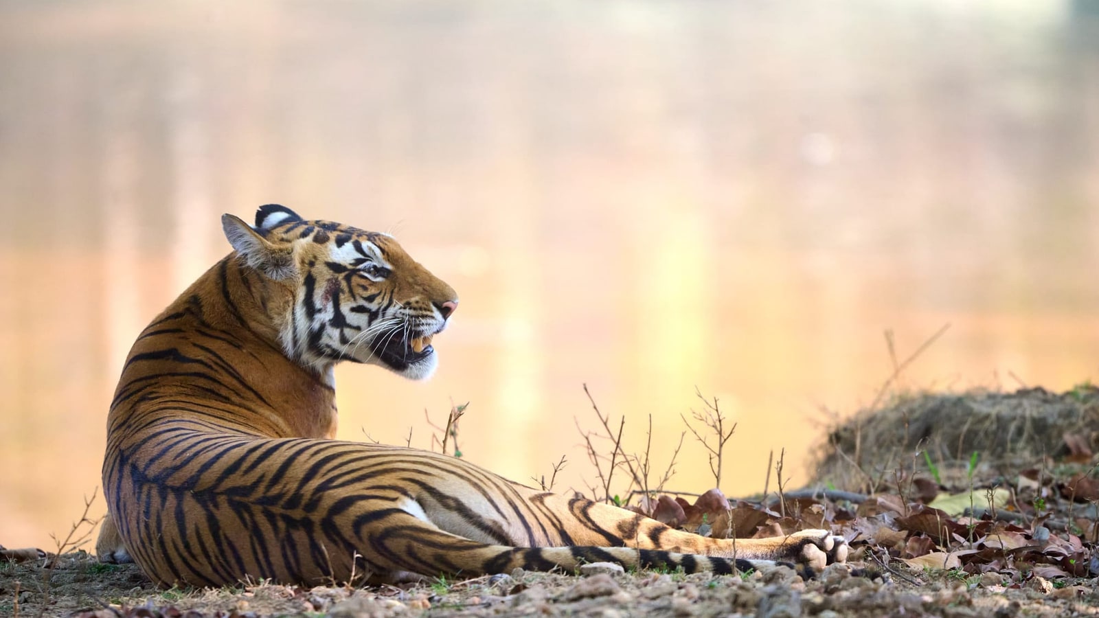 Bengalischer Tiger liegt am Ufer eines Wasserlochs, im Hintergrund warm gespiegeltes Licht