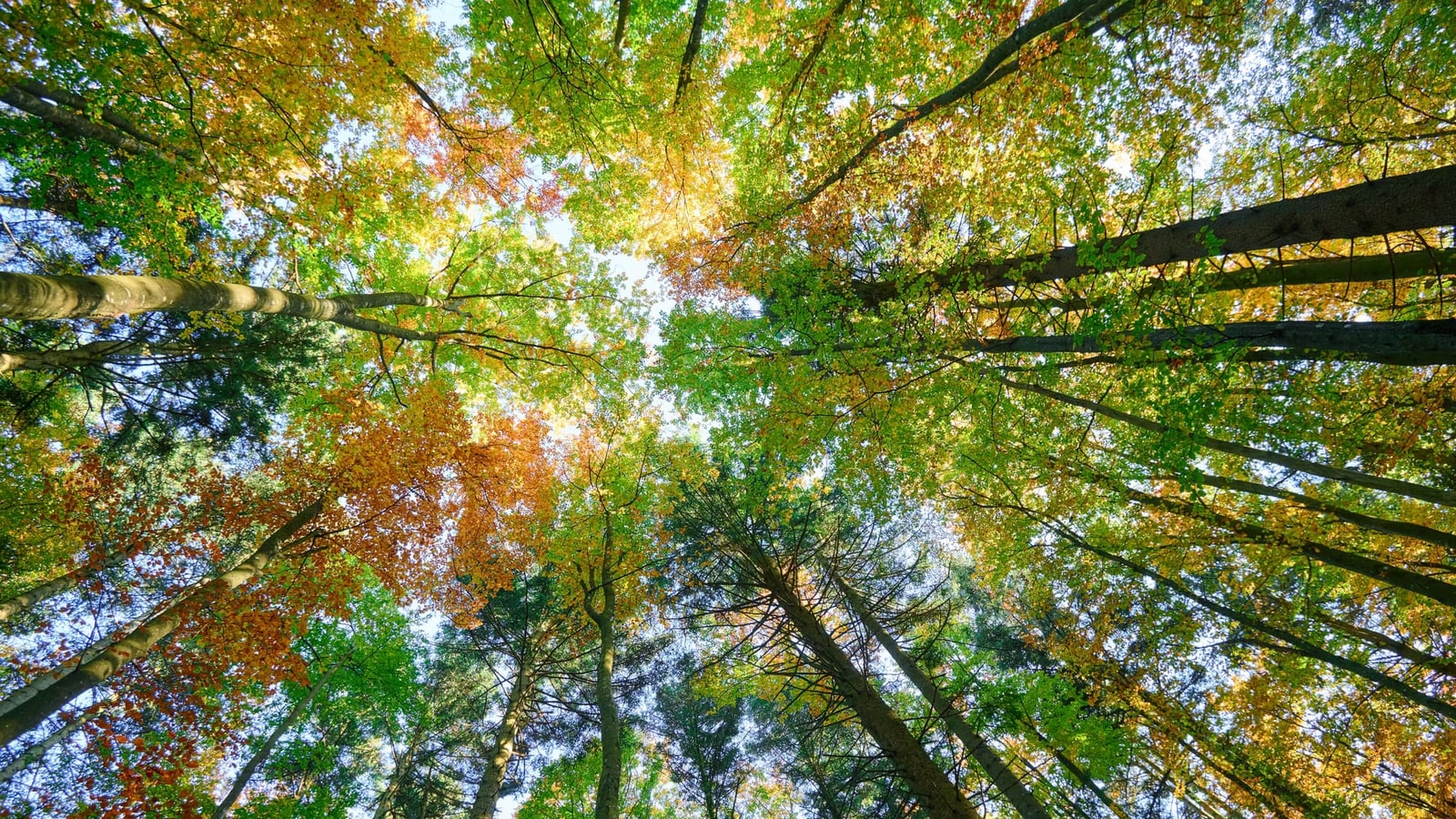 Herbstliches Kronendach aus Buchen und Ahorn von unten fotografiert, die Stämme laufen auf einen Punkt zu