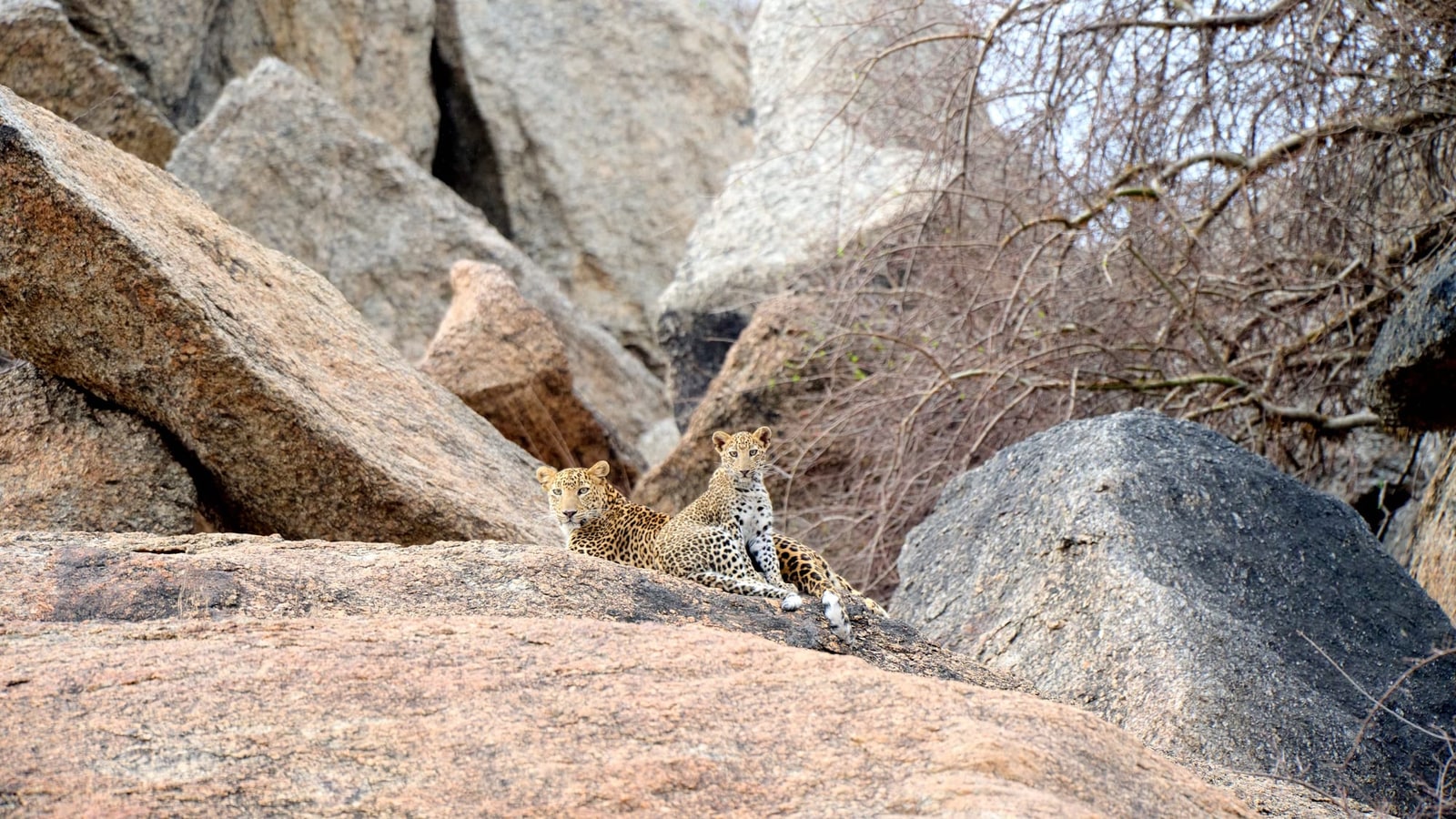 Leopardin mit Jungtier auf einem Granitfelsen bei Bera
