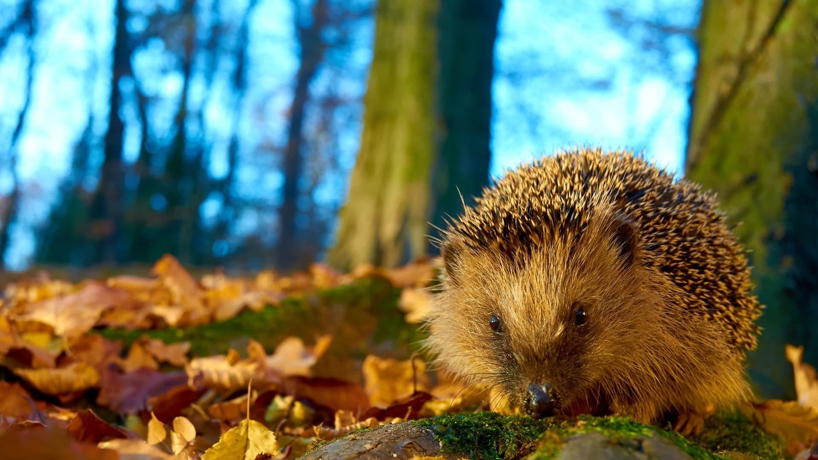 Igel auf moosbewachsenem Totholz im orange leuchtenden Herbstlaub, tiefe Nachmittagssonne