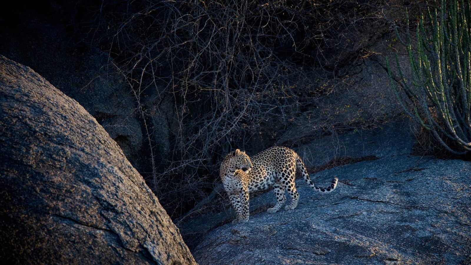 Leopard im Seitenlicht auf einem Granitfelsen im Trockenbusch bei Bera