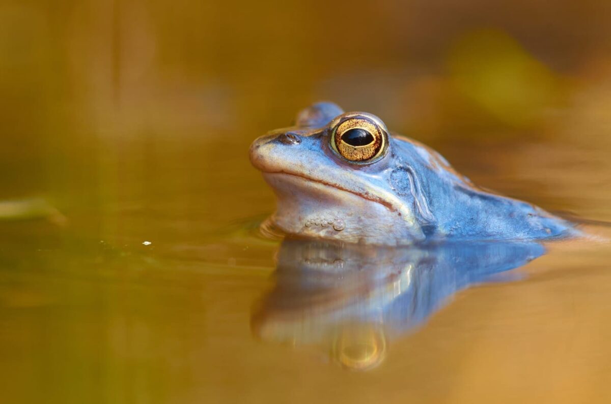 Blau gefärbter Moorfrosch im Tümpel