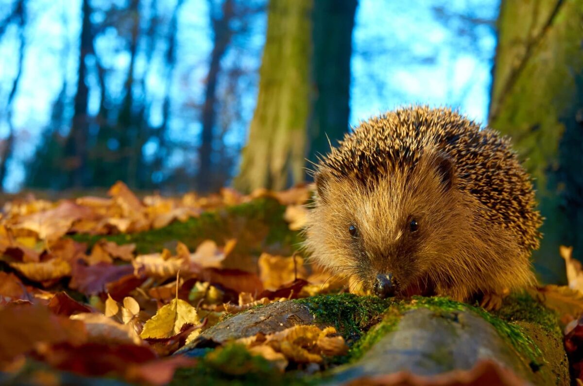 Igel auf moosbewachsenem Totholz im Herbstlaub
