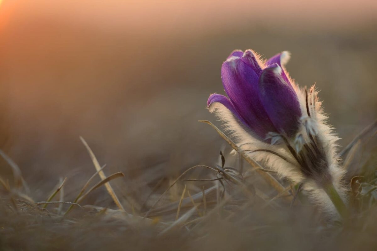 Küchenschelle im Gegenlicht der Abendsonne